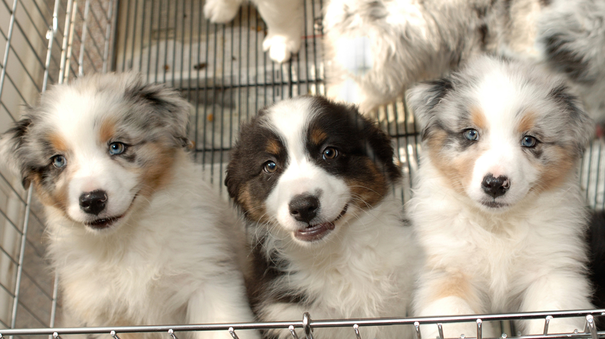 are pet stores allowed to sell puppies