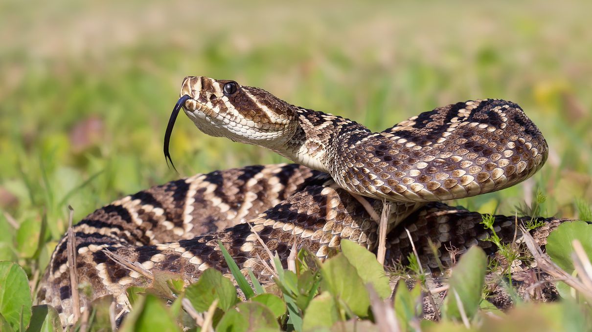 Can You Identify These Snakes? | HowStuffWorks