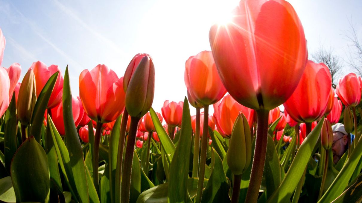 Can You Identify These These Spring Flowers From an Image