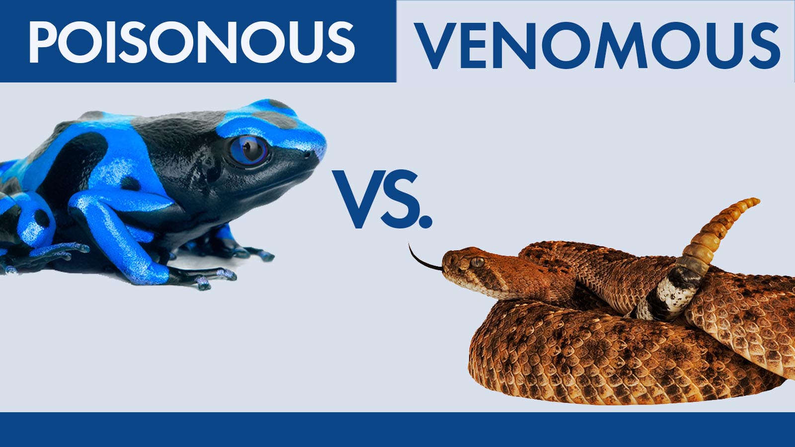 Snakes-poisonous & Non poisonous, venom ,biting mechanism