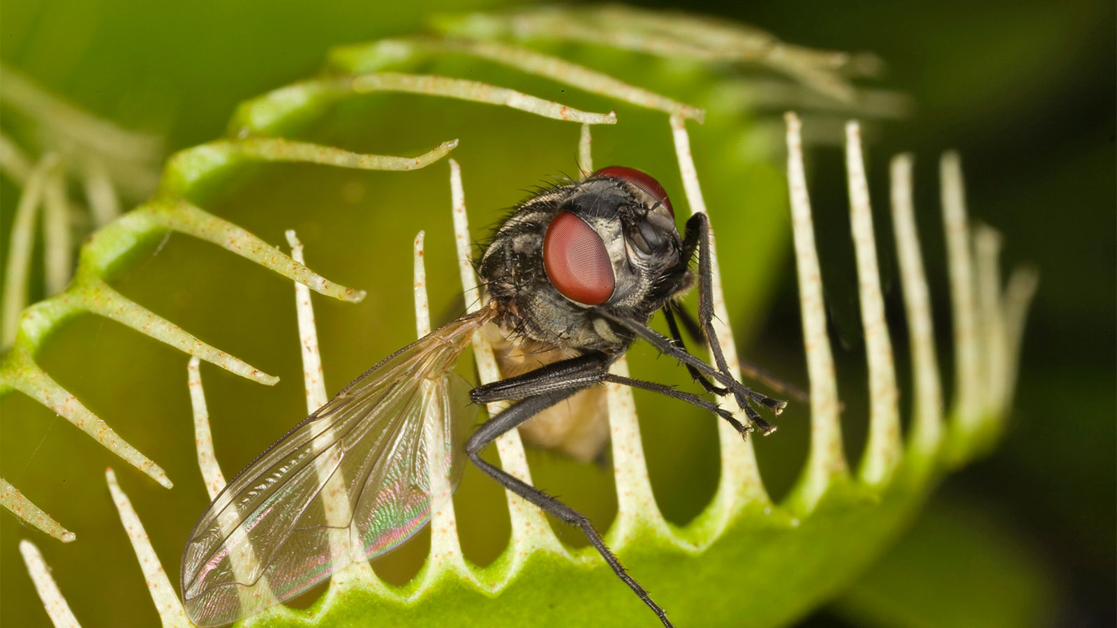 Top 10 Most Poisonous Plants