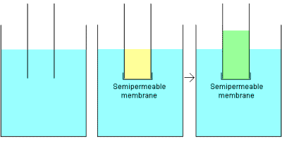 Can't quite visualize osmosis in action? Here's a handy illustration to help.