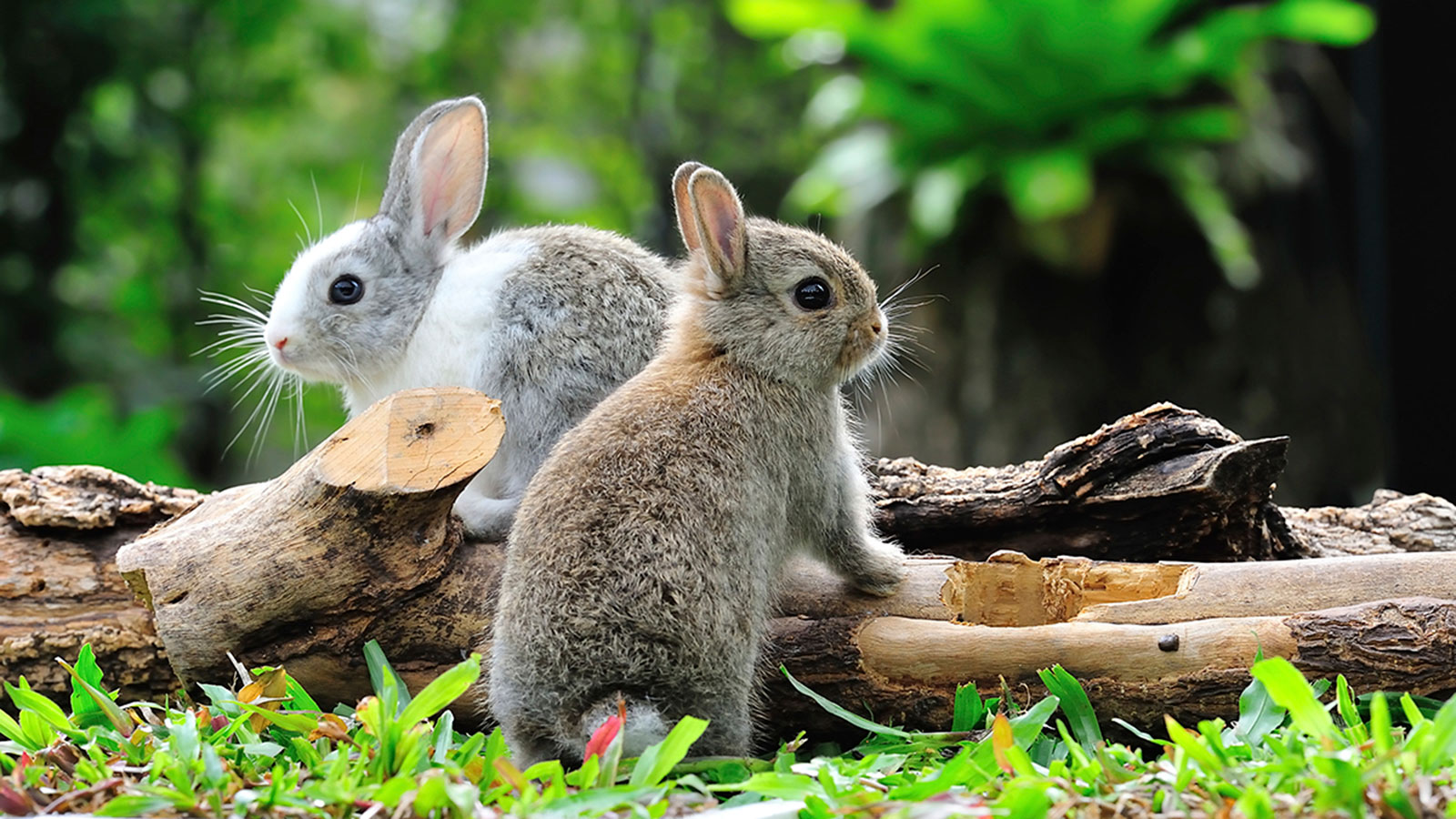 Top 5 Reasons We Celebrate Easter With a Bunny