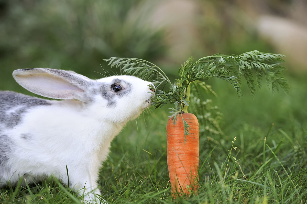 Baby Bunny Eating Vegetable