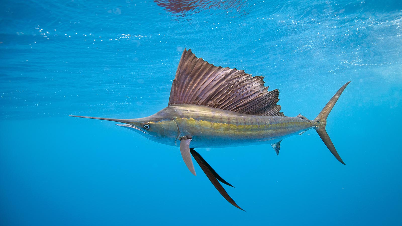 Sailfish Fillets Sailfish In Fish Market Hi Res Stock Photography And