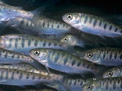 Introduction to the Salmon Spawn