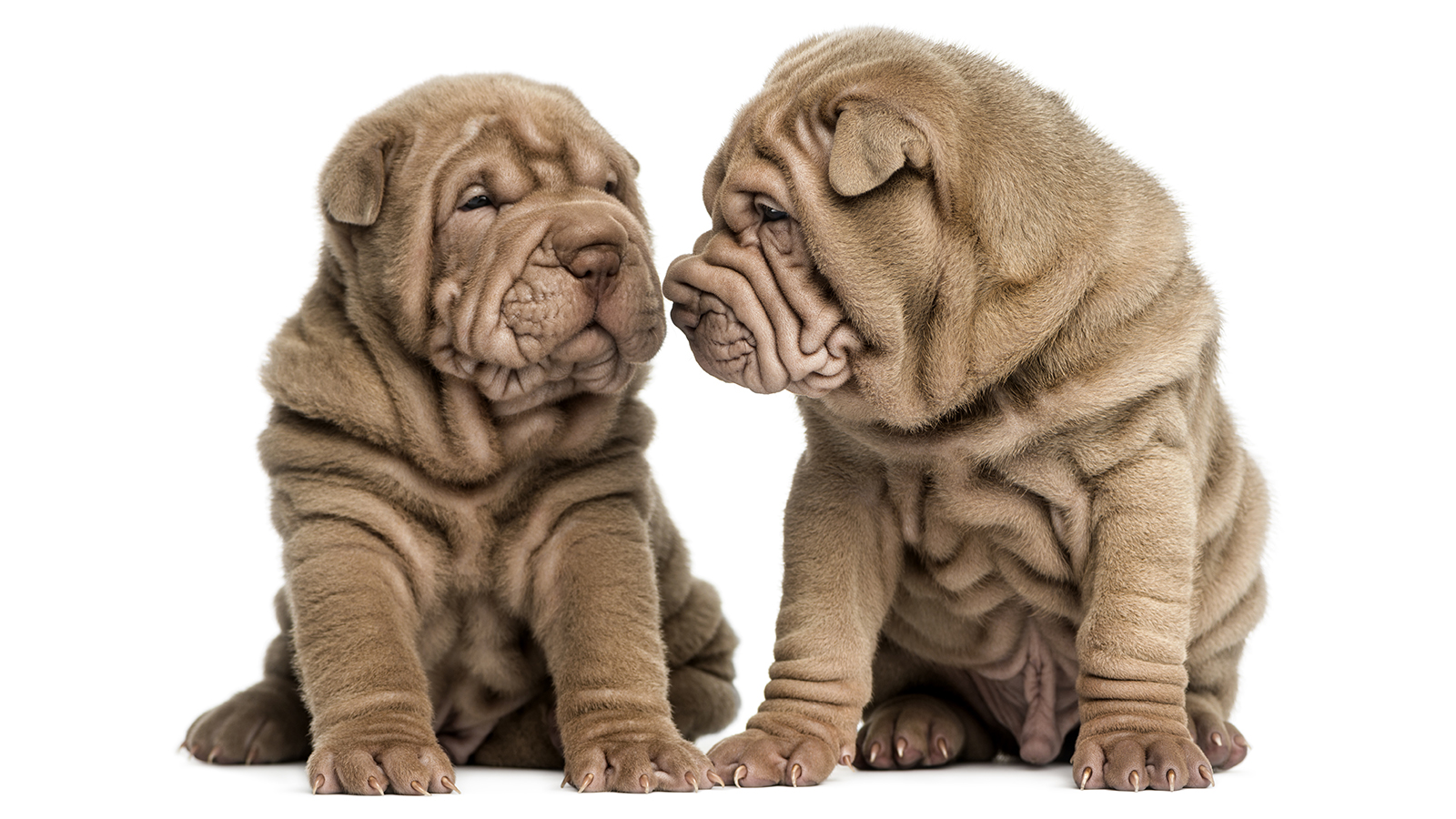 why do mastiffs have loose skin