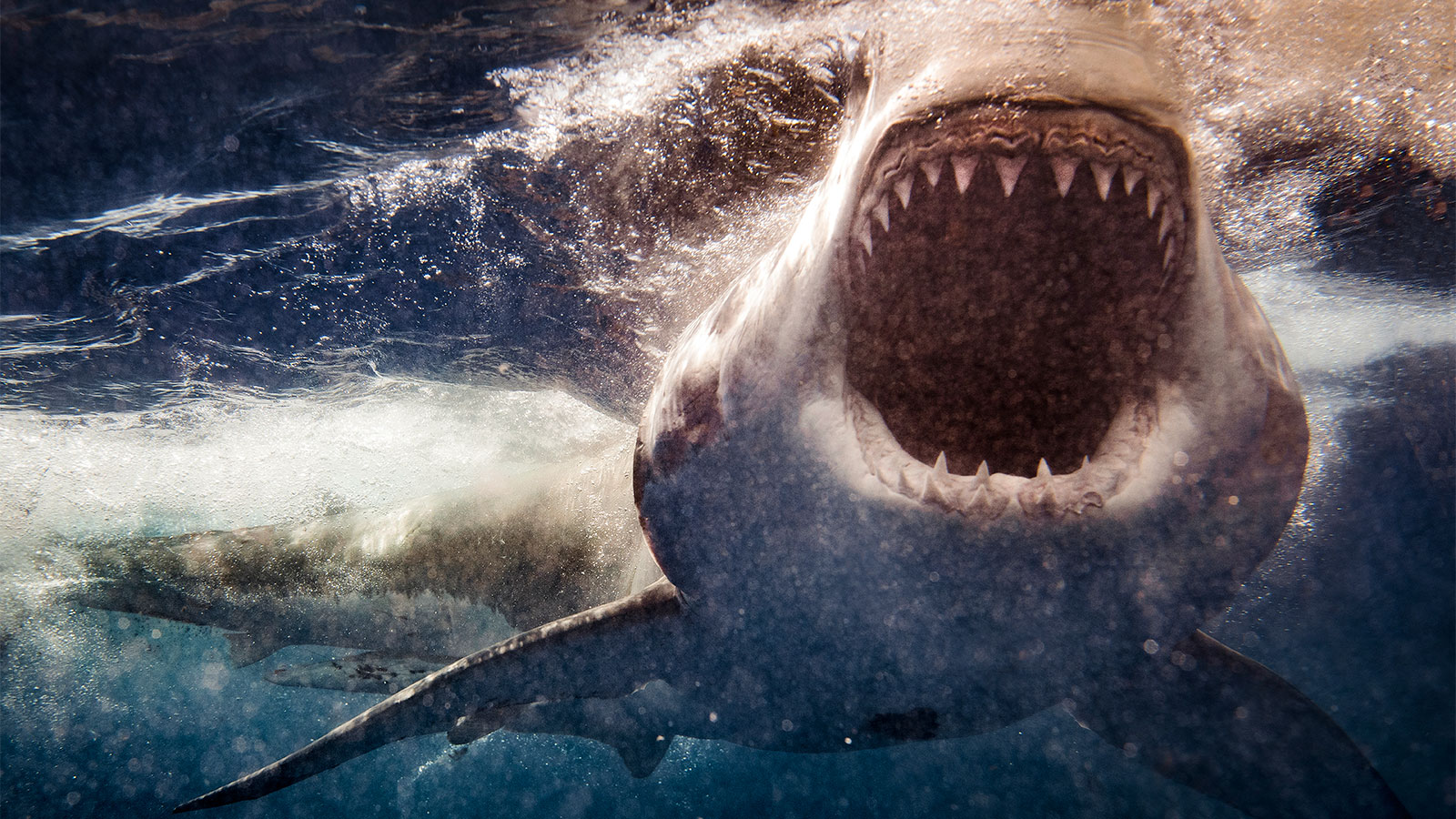 California swimmer badly injured in shark attack, News