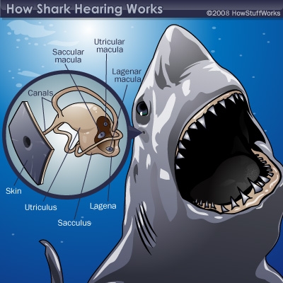 Shark Senses: Hearing | HowStuffWorks