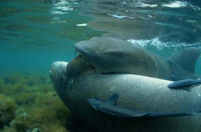 great white shark birth