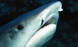 How do sharks see, smell and hear? | HowStuffWorks