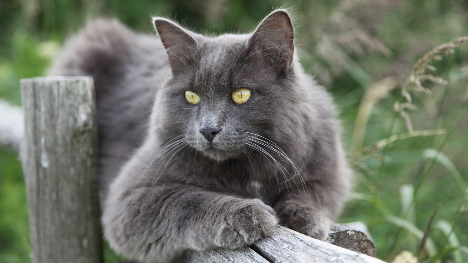 neblung-russian-blue