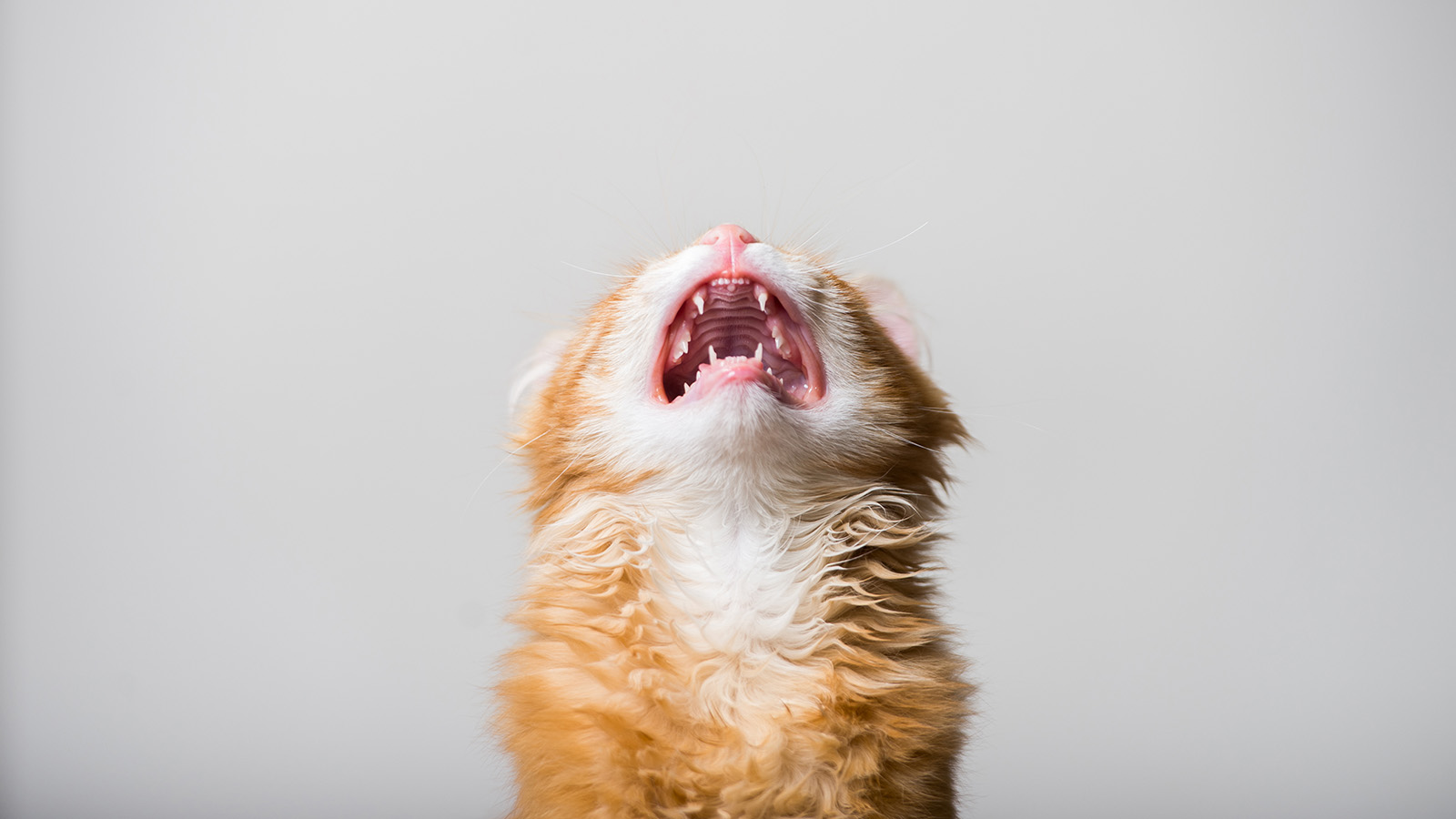 Why is My Cat Whining for Food So Much: Top Causes Explained