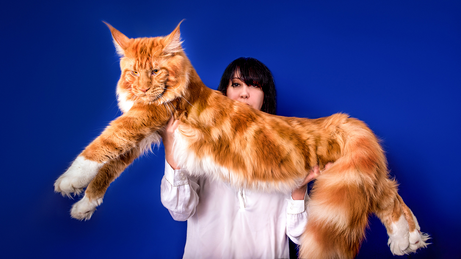 The Tallest Cat In The World