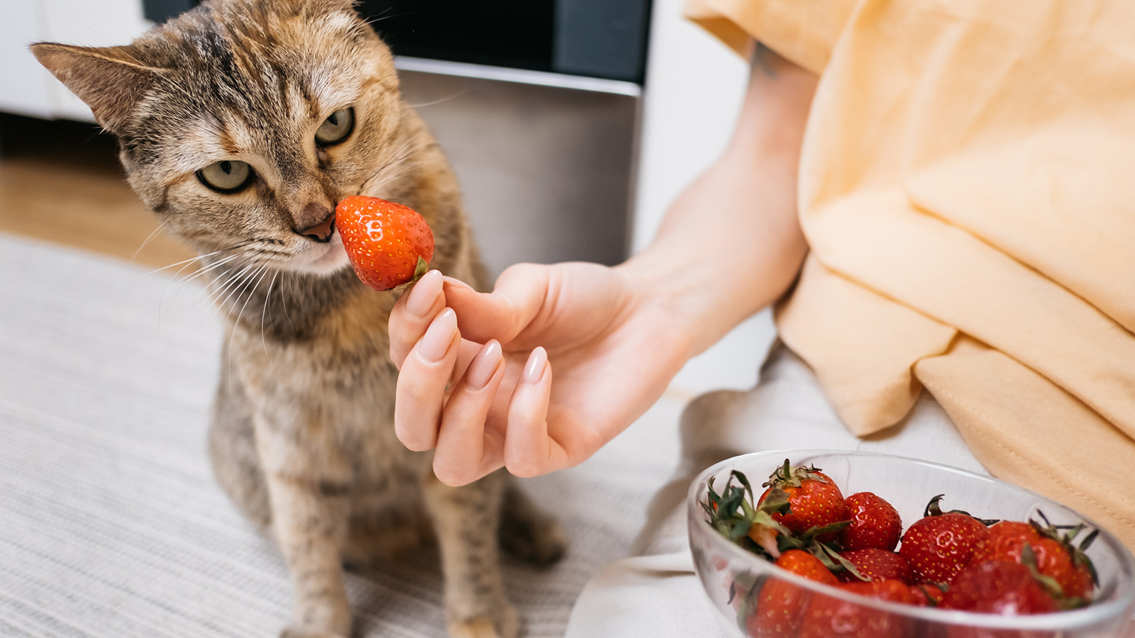 Can Cats Eat Strawberries as a Healthy Treat? | HowStuffWorks