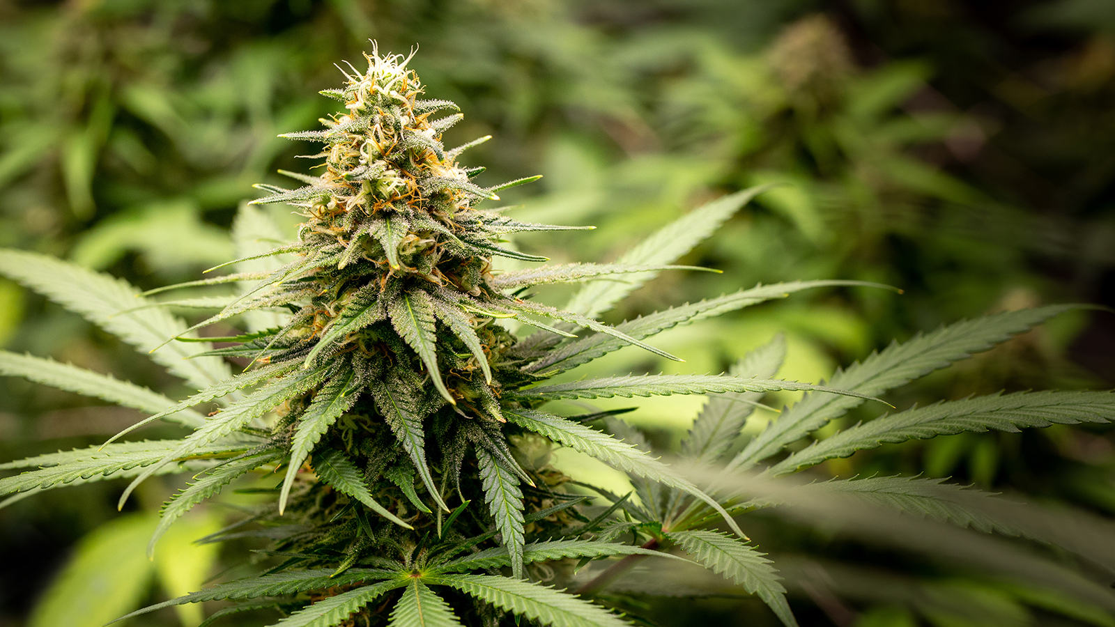 howstuffworks.com - Wren Corvayne - Most Types of Weed Fall Into 4 Categories