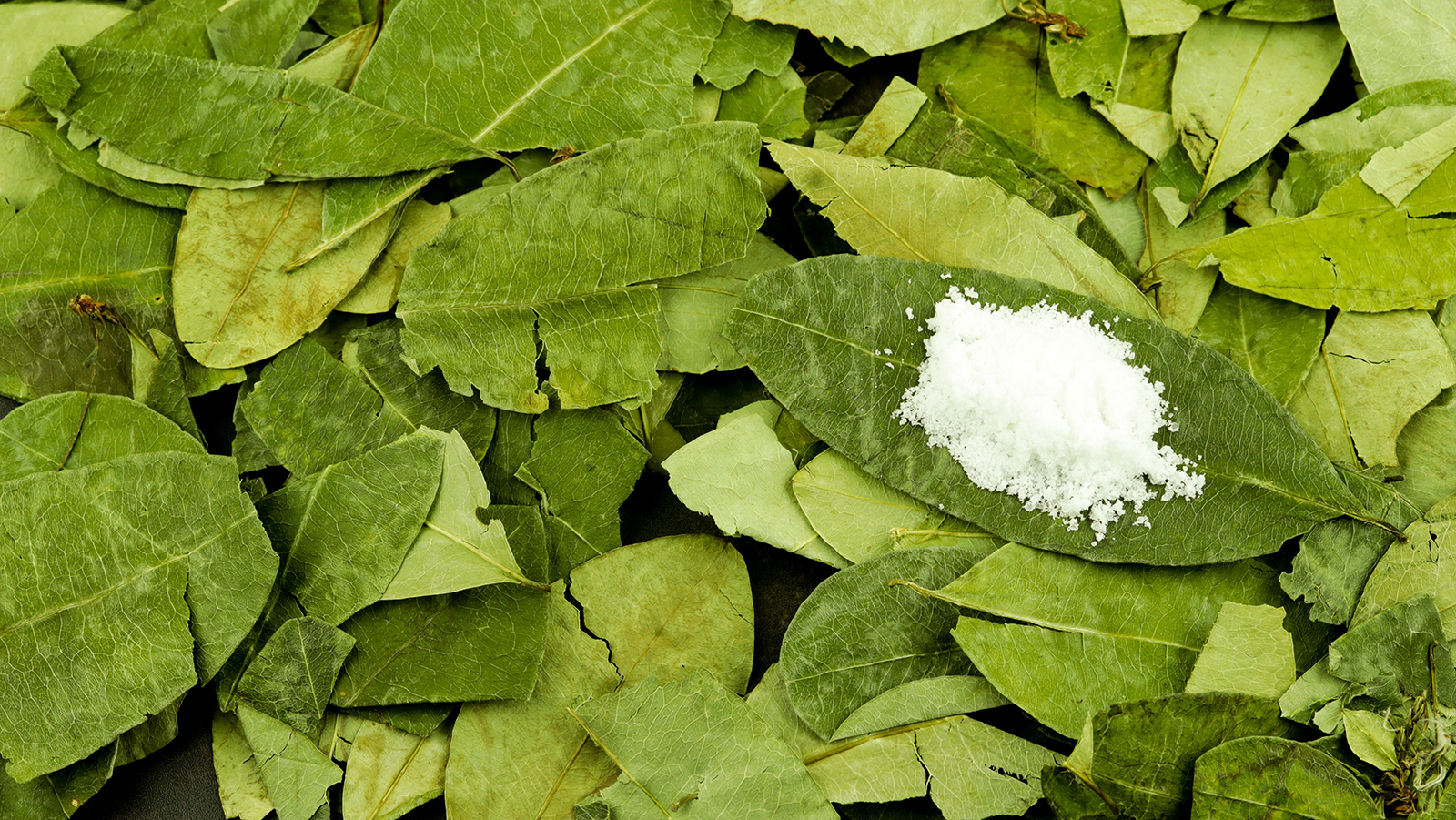 olivenbaum winterhart deutschland Olivenbaum auf Stamm kaufen | Olea europaea main image 1