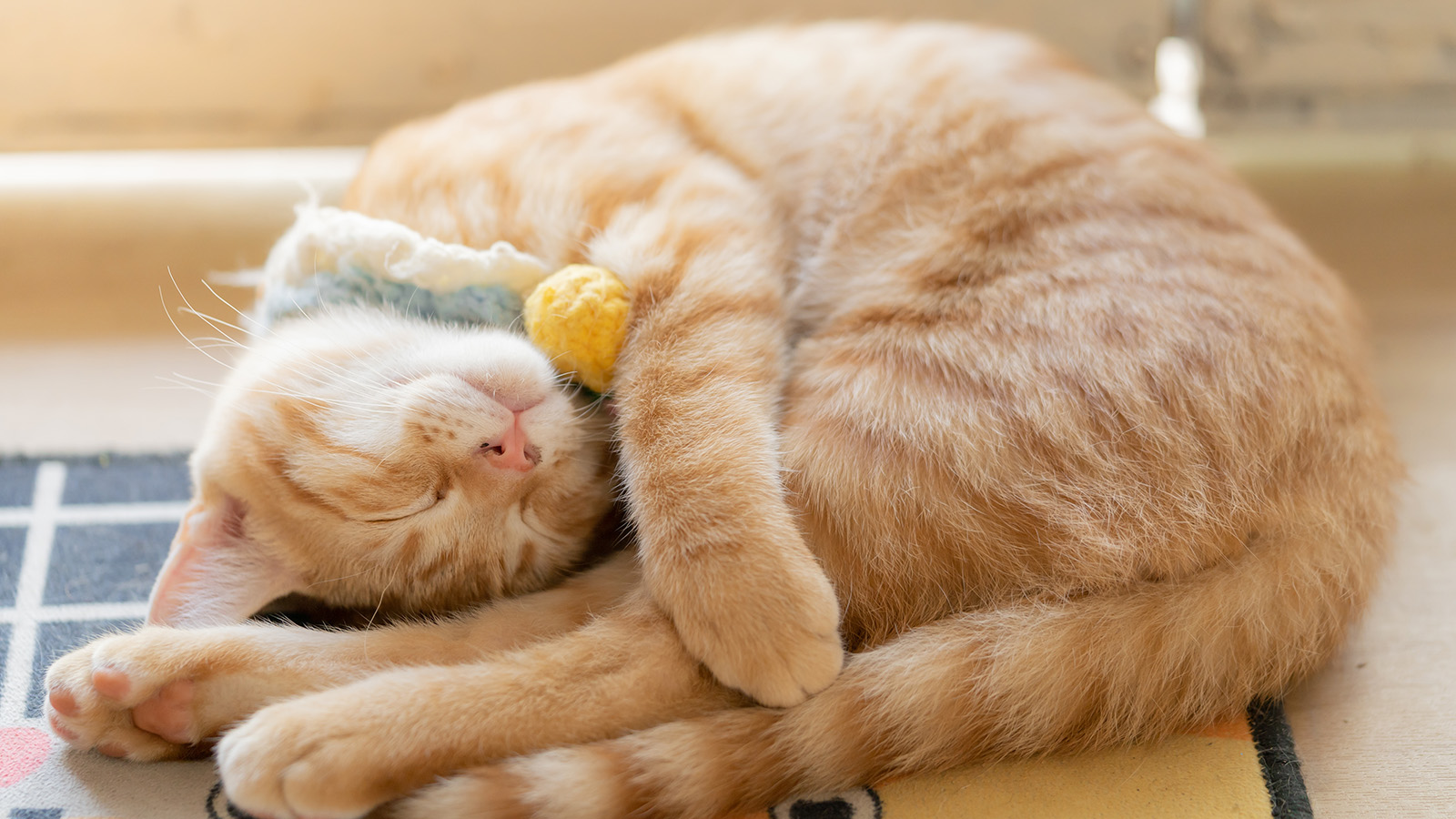 Do House Cats Snore: Surprising Facts Every Cat Owner Must Know