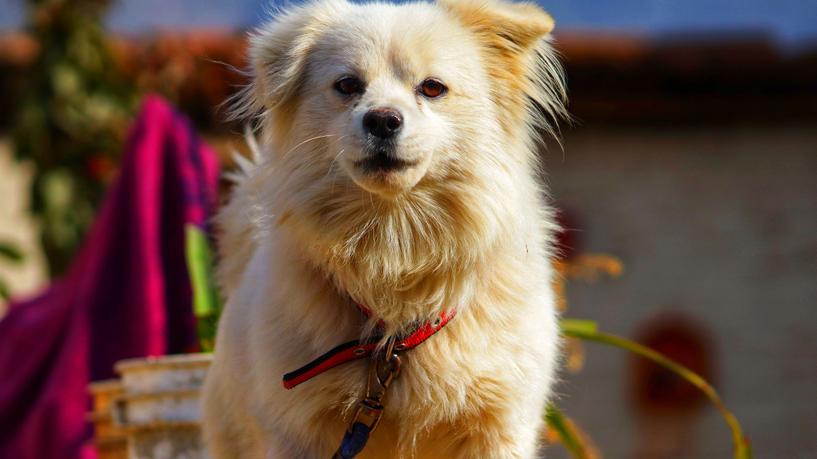 A Maltipom Is Exactly What It Sounds Like (and We Love It) | HowStuffWorks, image size:1600x900