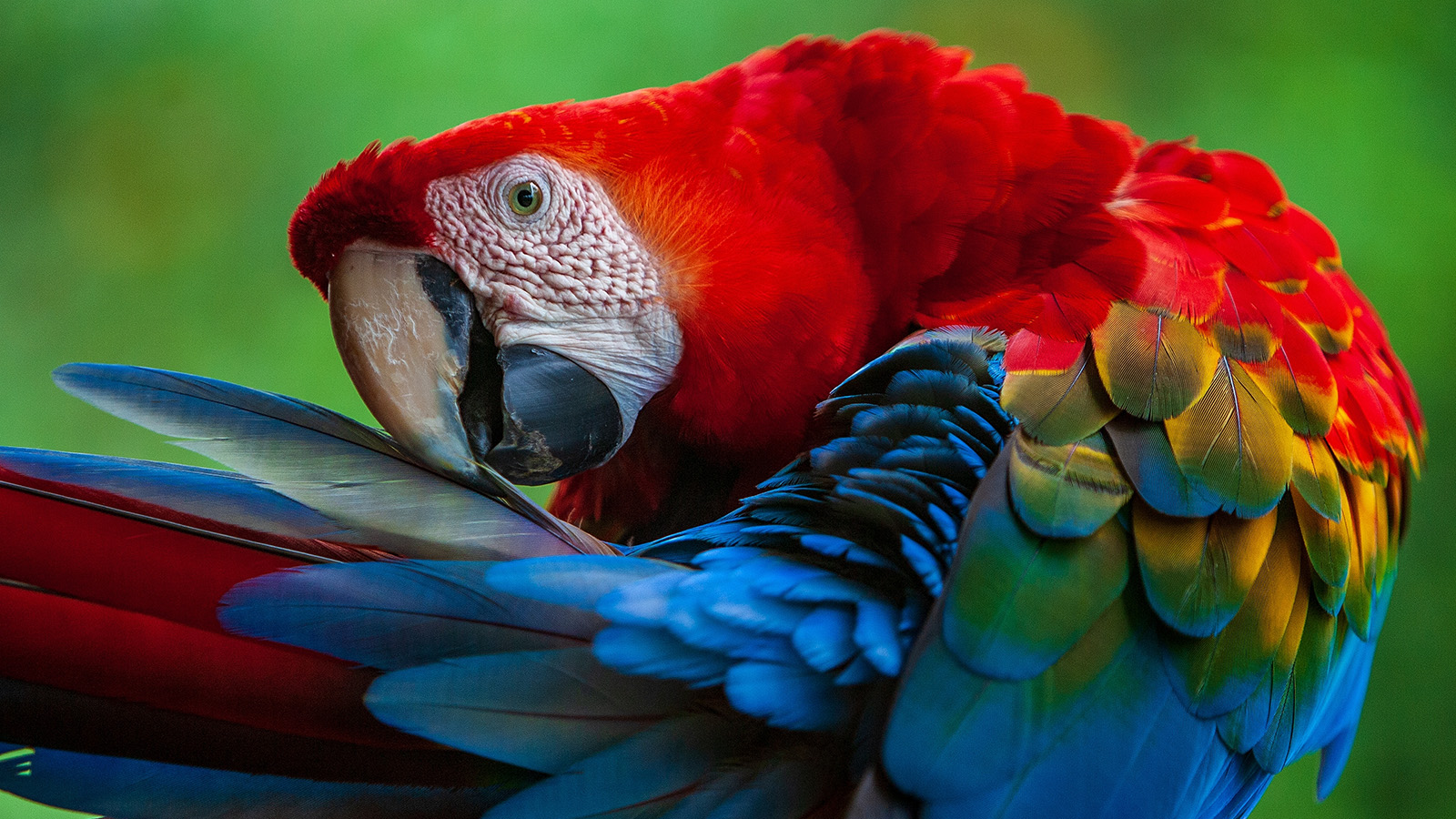 10 Most Beautiful Birds That Look Too Cool to Be Real | HowStuffWorks, image size:1600x900