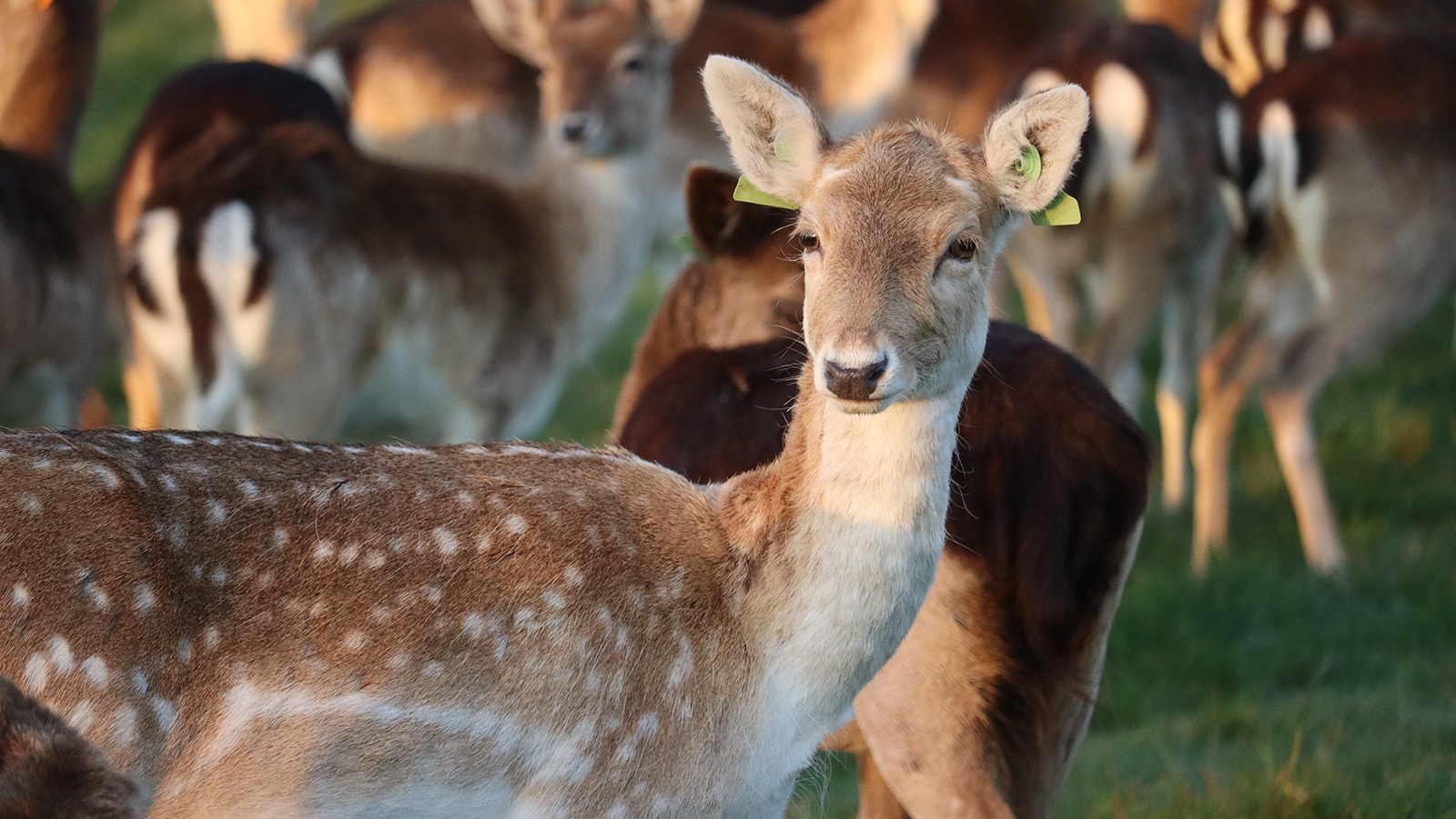 Definitions and common names for groups of deer