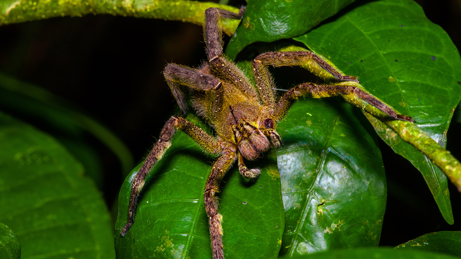 Brazilian Wandering Spider Hunts Instead of Waiting in a Web | HowStuffWorks, image size:1600x900