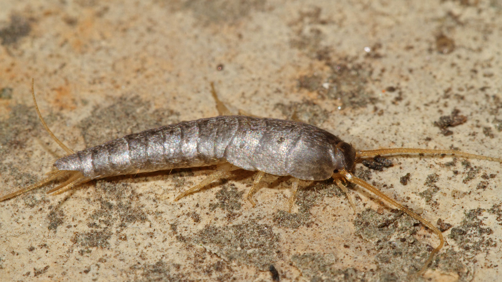 silverfish larvae