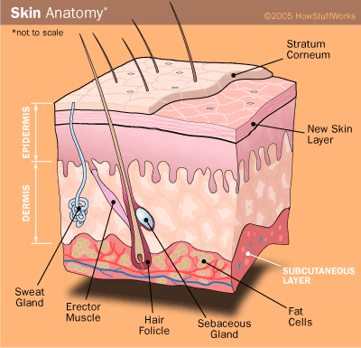 Labeled Fat Cell