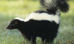 skunk smell dog