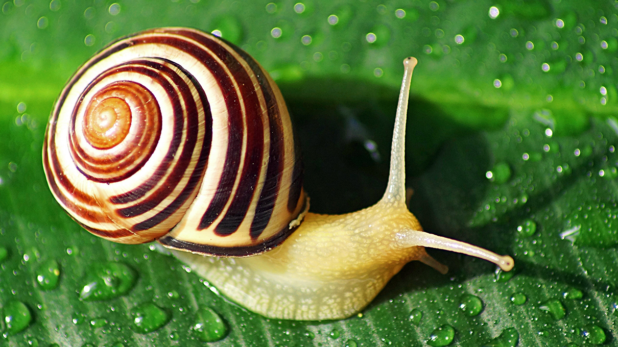 Animals With Shell Body Covering