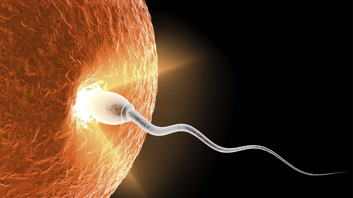 How Long After Sex Does Conception Occur? HowStuffWorks