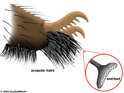 Spiders have thick brushes of hair, each ending in tiny microscopic feet that let it walk up vertical surfaces.