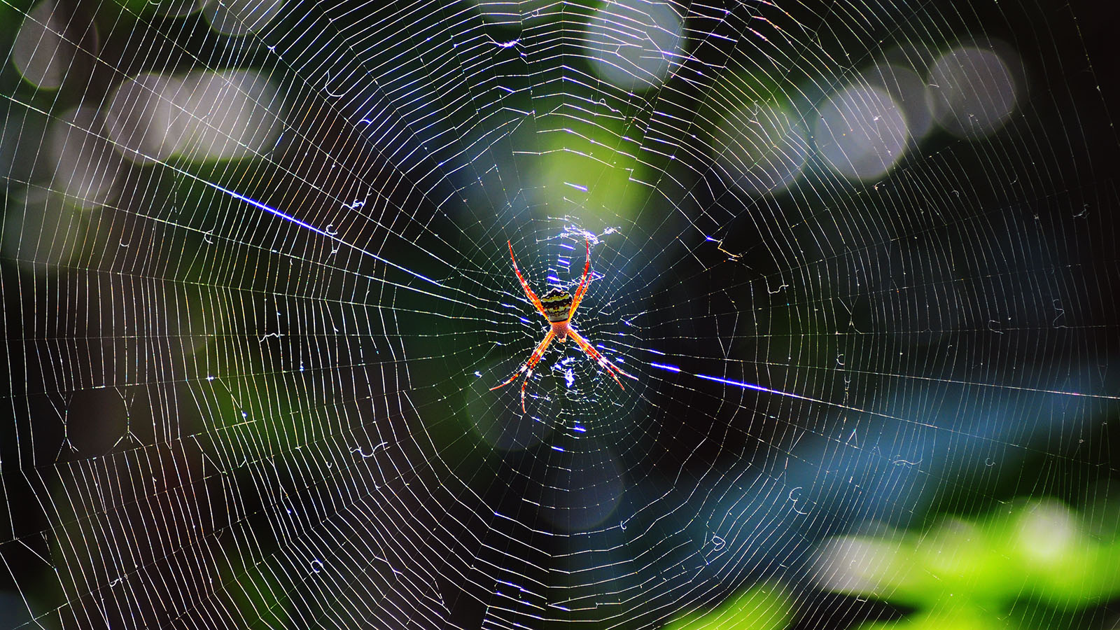 Innovation spins spider web architecture into 3D imaging technology