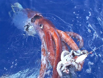 A giant squid caught by a deep-water fishing trawl in the waters around New Zealand and Australia