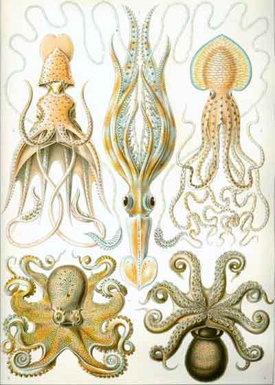 A variety of cephalopods in the subclass <i>coleoida</i>, which includes squid, octopuses, and cuttlefish, from Ernst Haeckel's