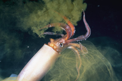 squid work ink animals geographic skerry brian getty national