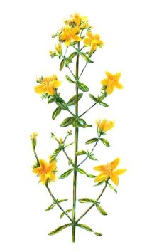 St. John s Wort Herbal Remedies HowStuffWorks