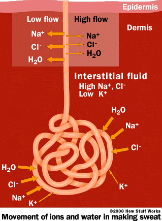 How Sweat Is Made - How Sweat Works | HowStuffWorks