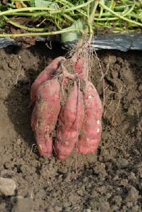 Sweet potatoes are fairly easy to grow but they will not tolerate frost.