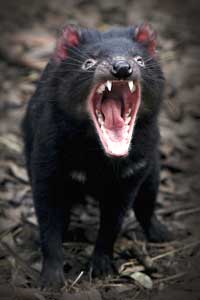 Are Tasmanian devils fighting their way to extinction? | HowStuffWorks