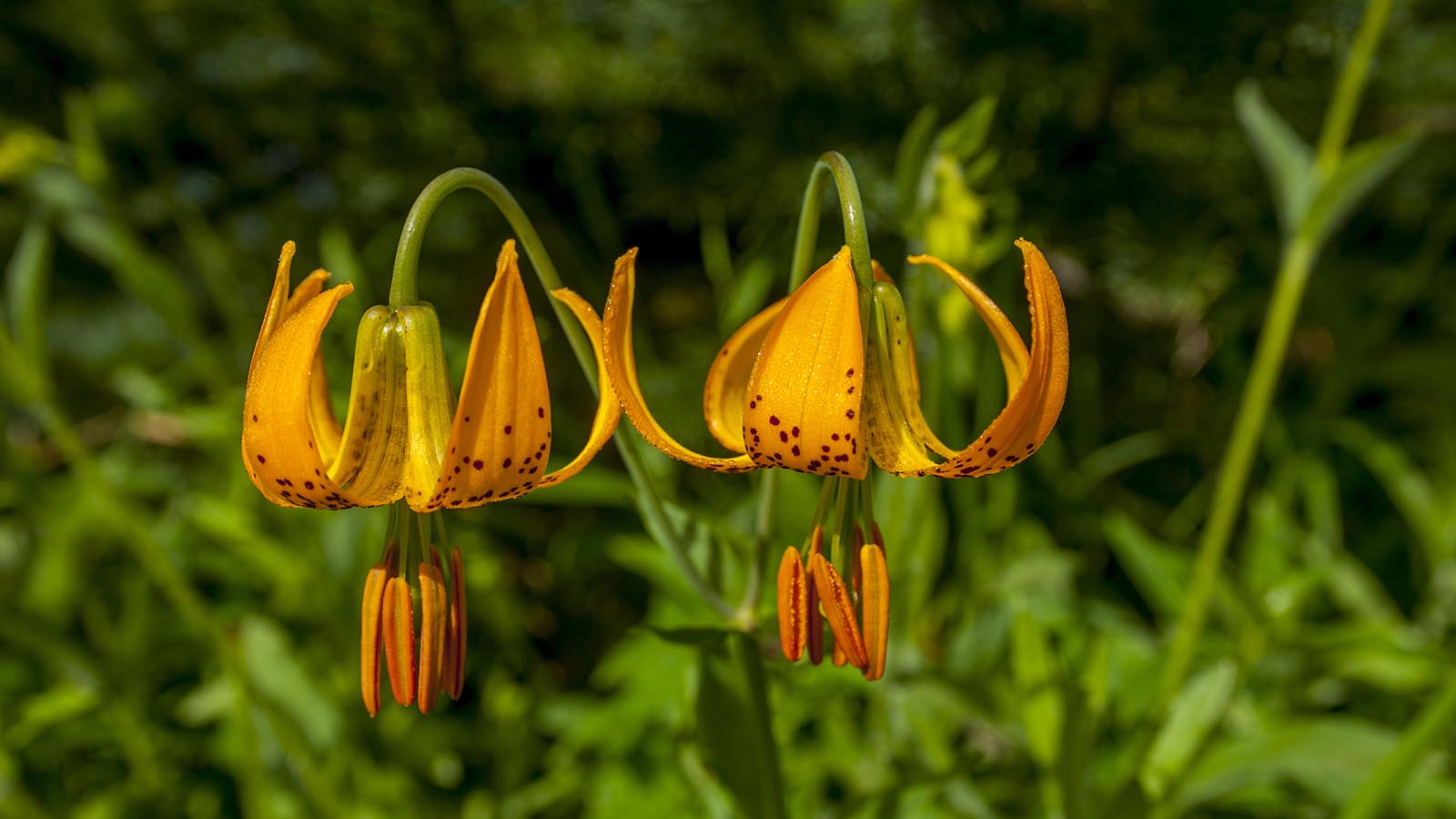 orange tiger lily wallpaper