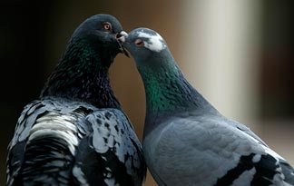 10 Pigeons Make Bad Fathers 10 Myths About Pigeons Howstuffworks
