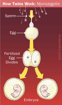 Baby Making 101 How Twins Work HowStuffWorks   Twin 22 