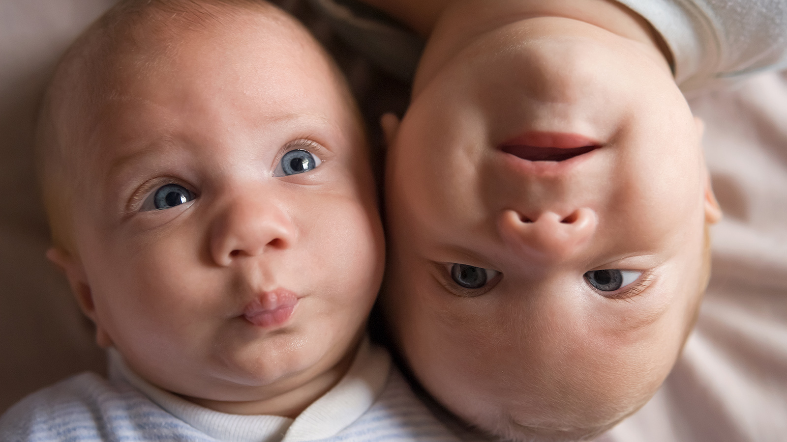 Can Dogs Tell Identical Twins Apart