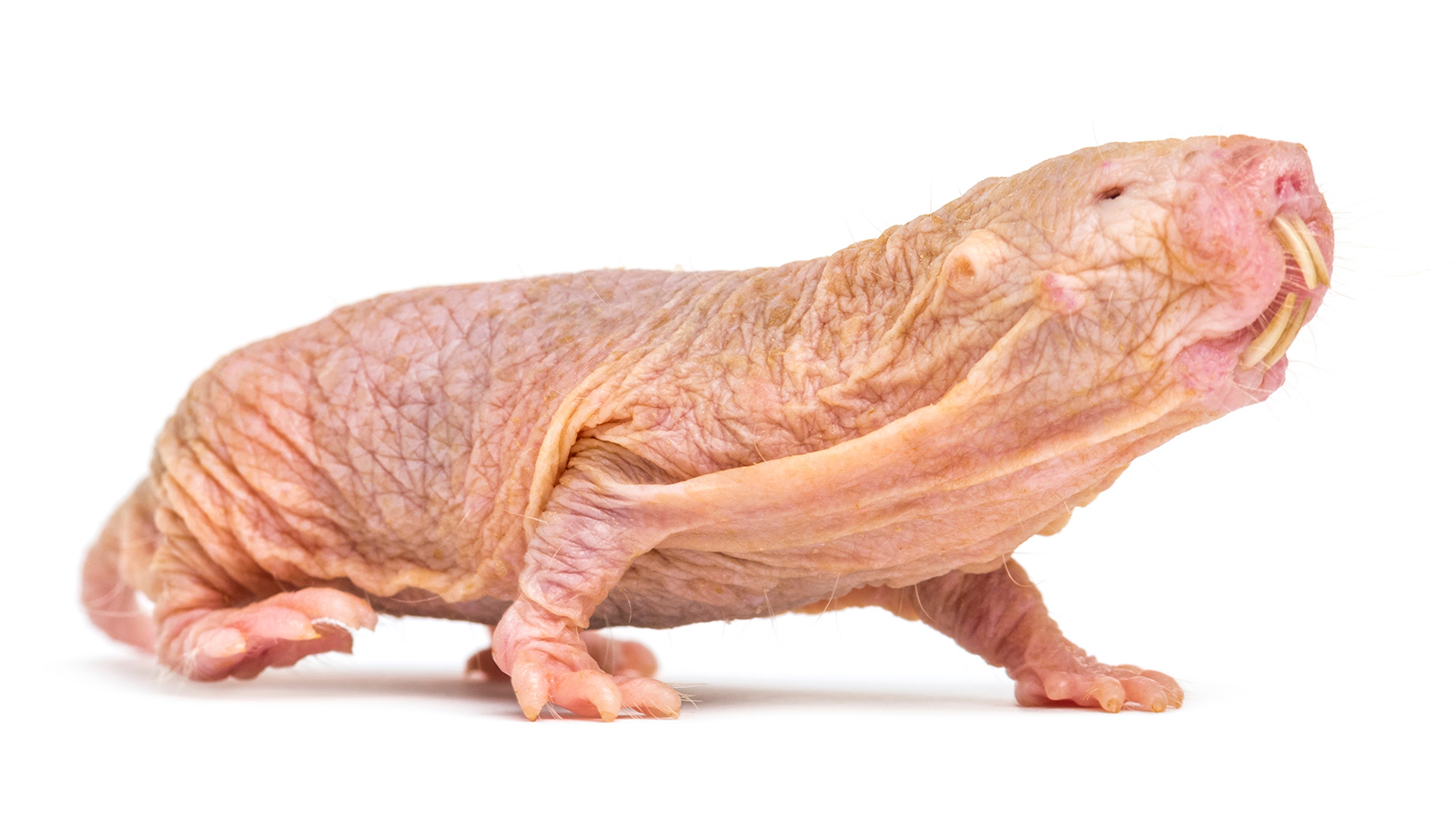 What Is The Ugliest Animal In The World Cheap Price Www 