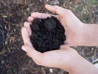 Good soil is a key to healthy vegetable plants.