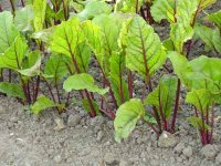 These golden beets need plenty of nutrients in the form of fertilizer.