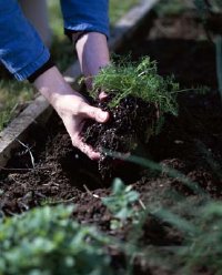 Fertilizing your garden is a two-stage process.