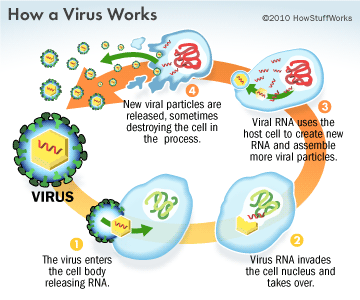 What is a virus, and how does it become a danger to human life