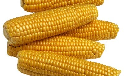 In 1915, researchers linked the disease pellagra with a corn-based diet.